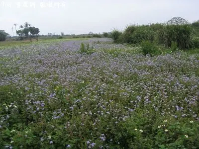 正觀音66農地